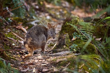 Naklejka na ściany i meble Small Wallaby In The Forest