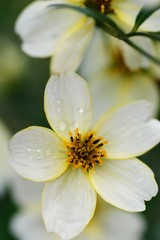 ウインターコスモス　ビデンスのアップ