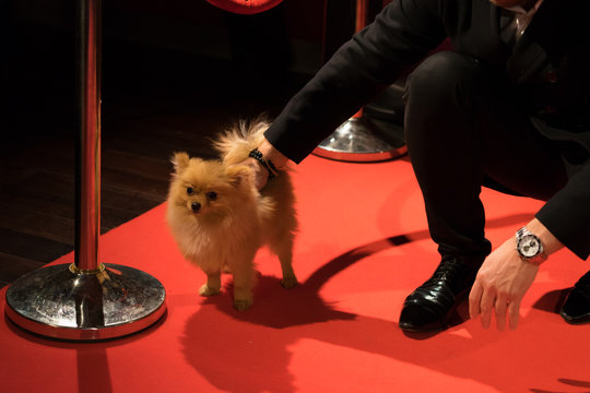 Dog Spitz On The Red Carpet