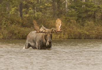 Rain Date - A bull moose wades through the water in search of a cow moose during the fall mating...