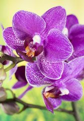 Fototapeta na wymiar Flowers - Orchidea, Orchid