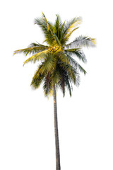 Obraz premium coconut palm tree isolated on white background