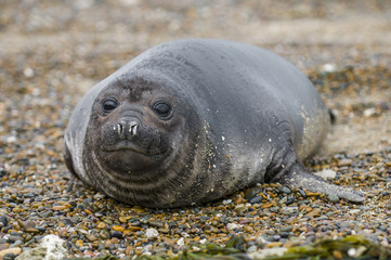 Fototapeta premium Elephant seal baby