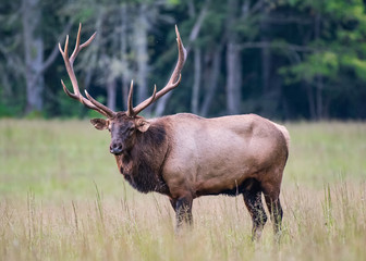 Bull Elk Looks at Camera Medium