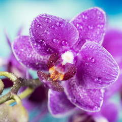 Flowers - Orchidea, Orchid
