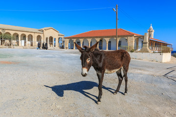 Donkey in front of st. Andrews monastery (Apostolos Andreas Manastiri) on Karpas peninsula, Cyprus