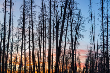 Sunset through Dead Trees