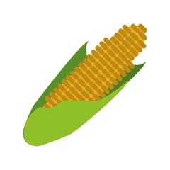 corn cob ripe leaves icon vector illustration eps 10