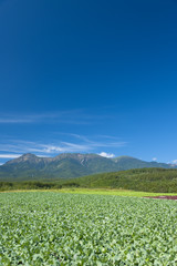 Fototapeta na wymiar 野辺山高原の高原野菜畑