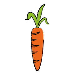 drawing fresh carrot vegetable healthy icon vector illustration eps 10