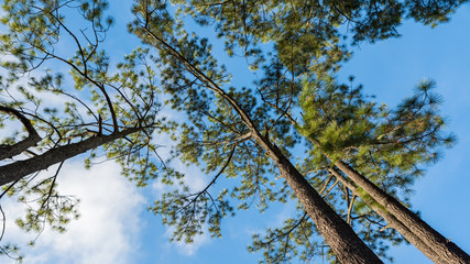 Fototapeta premium Pine trees low angle view with blue sky