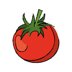drawing tomato juicy vegetable icon vector illustration eps 10