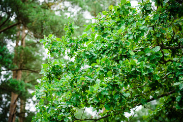 Oak branch with green leaves and acorns on a sunny day. Oak tree in summer. Blurred leaf background. Closeup.