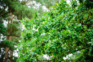 Fototapeta na wymiar Oak branch with green leaves and acorns on a sunny day. Oak tree in summer. Blurred leaf background. Closeup.