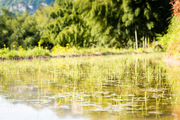 Low angle view of flooded rice terrace