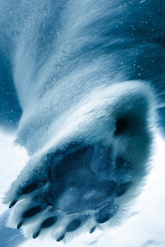Polar Bears 
