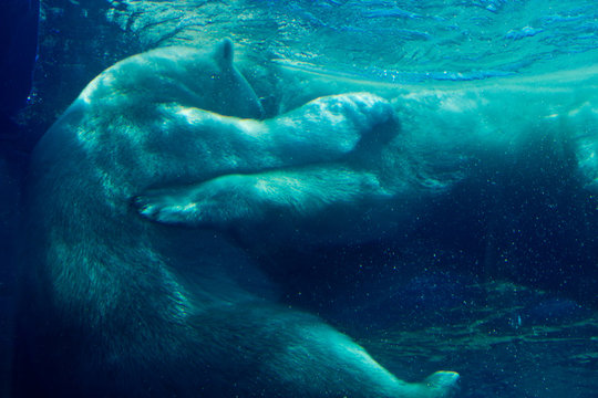 Polar Bears 