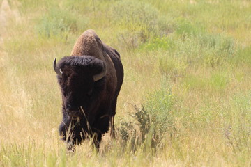 Buffalo