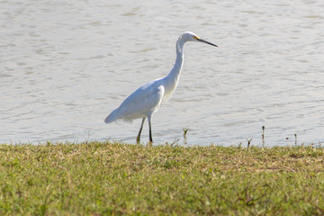 Egret, white egretta garzetta, wading a pond shoreline