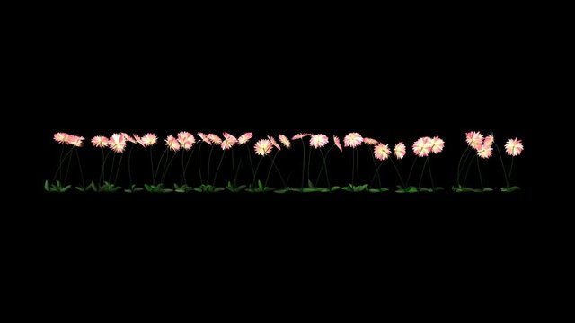 Pink Dahlia Flower + Luma Channel