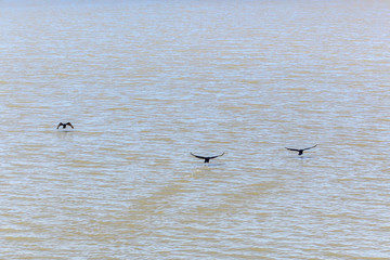 Background image of black ducks with outstretched wings flying over the surface of rippling choppy muddy waters with the center bird creating a bit of a splash; lots of copy space.