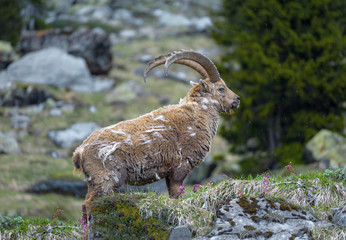 Molting ibex in the wild at Oeschinensee, Bernese Oberland, Switzerland. - 128553901