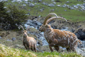 Molting ibex in the wild at Oeschinensee, Bernese Oberland, Switzerland. - 128553911