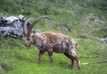 Molting ibex in the wild at Oeschinensee, Bernese Oberland, Switzerland. - 128553921