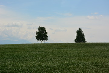 Fototapeta premium Landscape views in Japan.