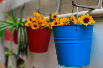 Flowers growing in buckets hanging from wall