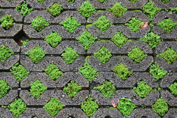 Green grass and concrete block pavement of the sidewalk