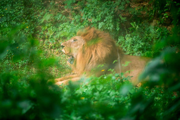 A male lion (Panthera leo) roars deep in a jungle, with trees in the foreground and background....
