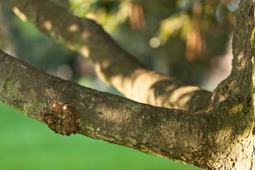 Fototapeta premium Branch with natural background