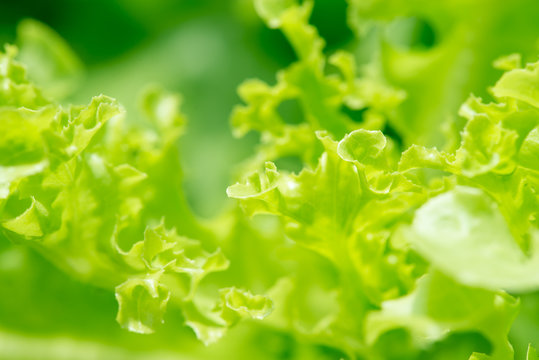 An abstract macro view of the leaves of a loose leaf lettuce. Hydroponic agriculture concept.