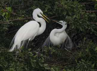 Great Egrets breeding coloration