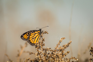 Beautiful orange and black Viceroy Butterfly (Limenitis archippus) looks like the Monarch and is seen perched on dried flowering bushes with soft colors in background