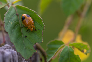 Bug on a leaf.