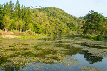 Swamps and mountains of rural Thailand.