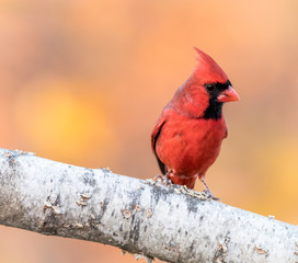 A male North American Cardinal ( Cardinalidae) is perched on a birch branch with golden leaves in background