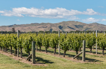 Fototapeta na wymiar rows of grapevine in vineyard in Marlborough region, New Zealand