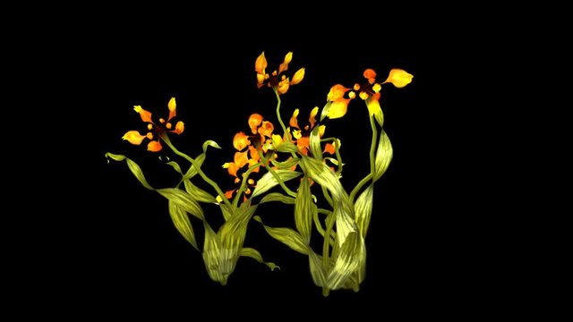 Large Orange Lilly Flower + Luma Channel