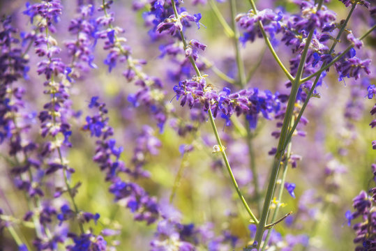 Macro detail of lavender plants background on a garden at spring