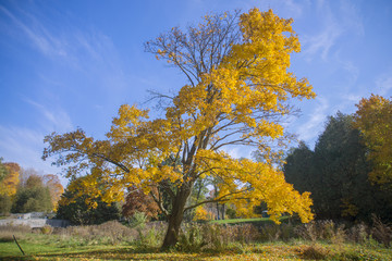 Vibrant yellow tree and fall foliage with sky in background,