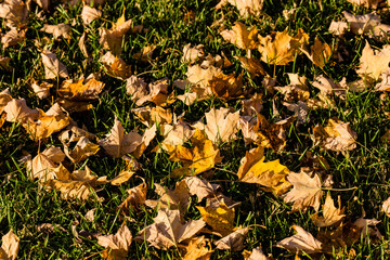 autumn/fall leaves