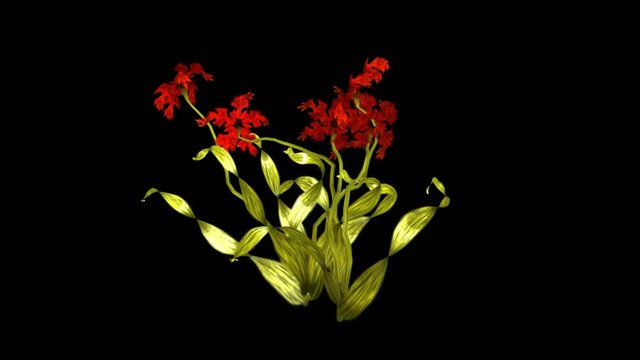 Red Lilly Flower + Luma Channel