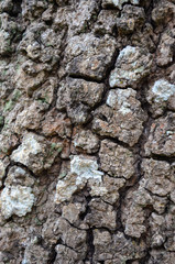 Tropical tree bark texture. Rustic wood background. Taxture wood