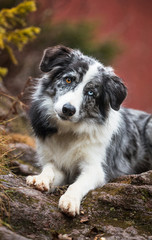 Blue Merle Border Collie 