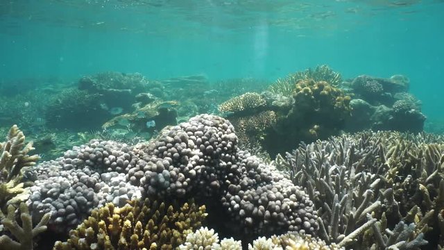 Corals diversity underwater on a shallow coral reef with natural sunlight through water surface, motionless, south Pacific ocean, New Caledonia
