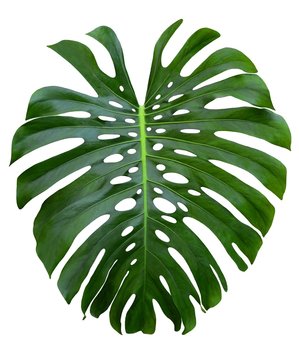 monstera large jungle green leaf, Swiss Cheese plant,  holes and splits, isolated on white background