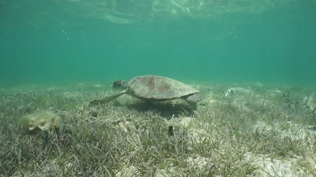 A green sea turtle underwater feeding on seagrass and moving on a shallow ocean floor, south Pacific ocean, lagoon of Grand Terre island in New Caledonia
